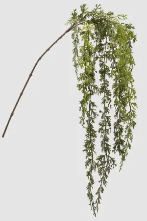 EDG Enzo De Gasperi Ramo Cadente di Pino Tuja H140 cm Must-Have