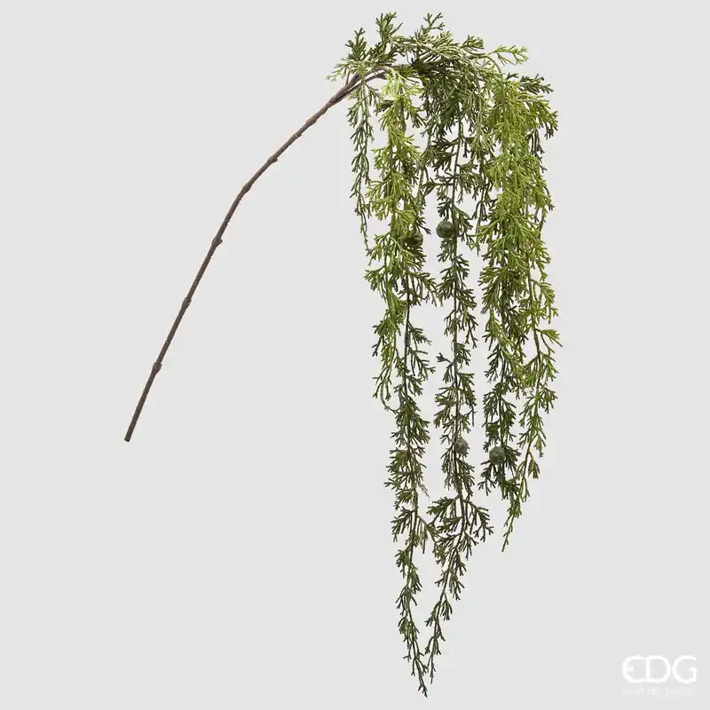 EDG Enzo De Gasperi Ramo Cadente di Pino Tuja H140 cm Must-Have
