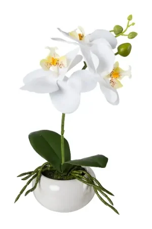 Occasione Gasper Orchidea Phalaenopsis con vaso in ceramica H27 cm Bianco