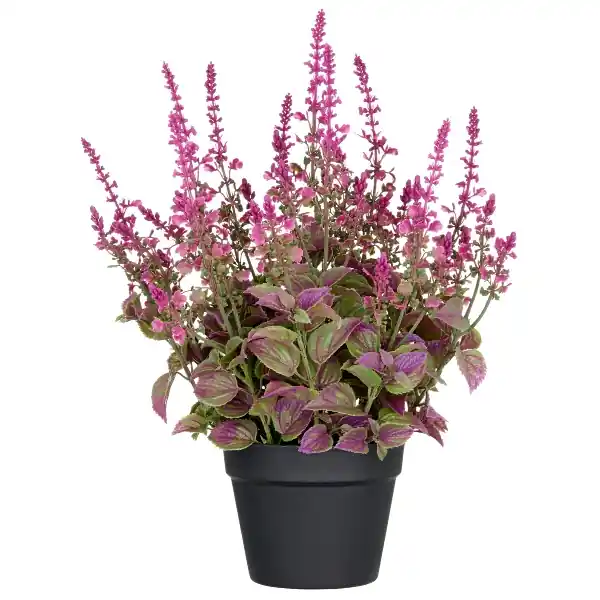 Nuova Collezione Gasper Pianta di Salvia Superba Fiorita XL con Vaso H50 cm