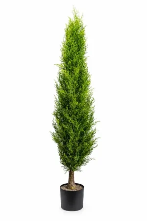 Gasper Pianta di Thuja Emerald con vaso H150 cm Verde Direttamente Dal Produttore