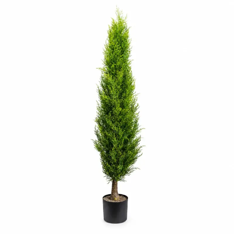 Gasper Pianta di Thuja Emerald con vaso H150 cm Verde Direttamente Dal Produttore