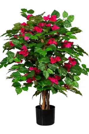 Soddisfatti O Rimborsati Gasper Pianta di Bougainvillea 450 foglie H100 cm