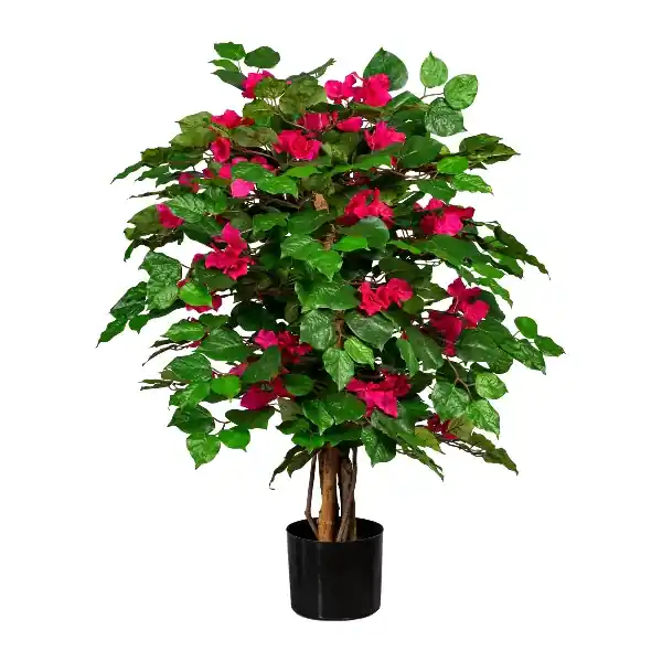Soddisfatti O Rimborsati Gasper Pianta di Bougainvillea 450 foglie H100 cm