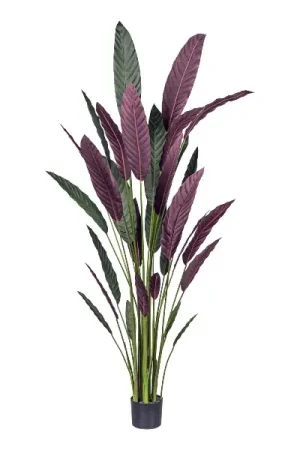 Reso Gratuito Gasper Pianta di Stromanthe Thaila Bicolor H210 cm