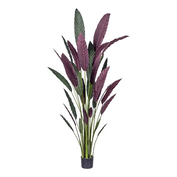 Reso Gratuito Gasper Pianta di Stromanthe Thaila Bicolor H210 cm