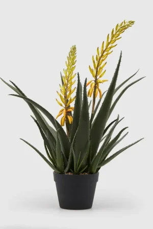 Acquista Ora EDG Enzo De Gasperi Pianta con Vaso Aloe West H70 cm