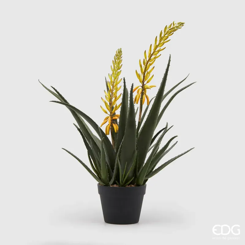 Acquista Ora EDG Enzo De Gasperi Pianta con Vaso Aloe West H70 cm