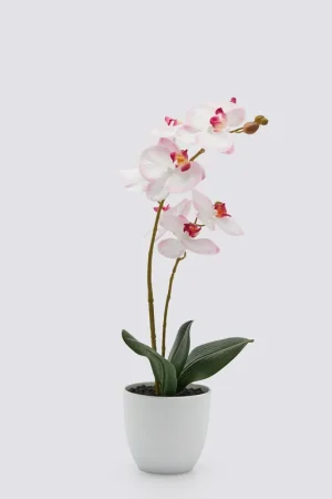 Ultimissimo Modello EDG Enzo De Gasperi pianta con vaso Orchidea Phalaenopsis 2 Fiori H50 cm Rosa