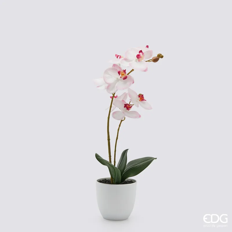 Ultimissimo Modello EDG Enzo De Gasperi pianta con vaso Orchidea Phalaenopsis 2 Fiori H50 cm Rosa