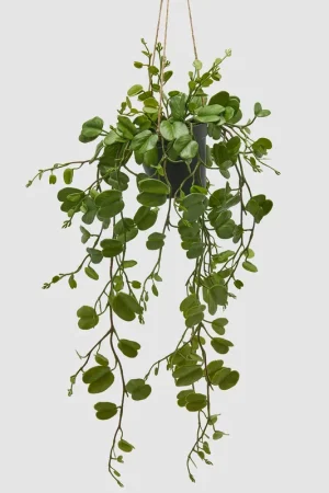 Compra Adesso EDG Enzo De Gasperi Bauhinia con vaso Da Appendere H64 cm