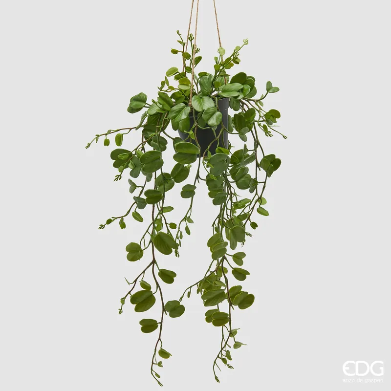Compra Adesso EDG Enzo De Gasperi Bauhinia con vaso Da Appendere H64 cm