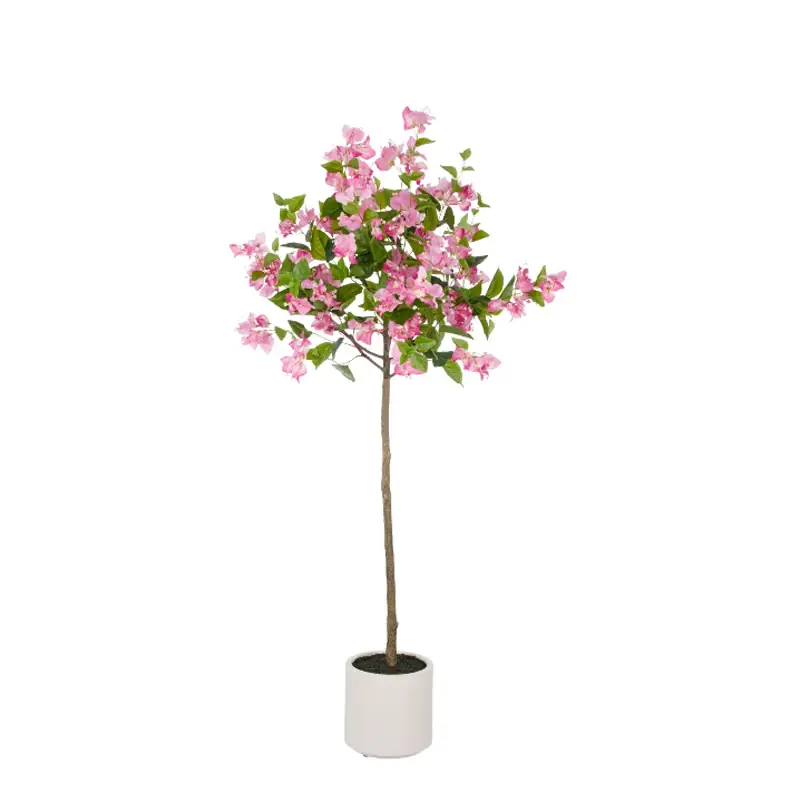 Gasper Albero di Bouganville H150 cm con Vaso Economico
