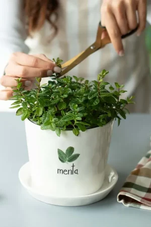 Simple Day Vaso Menta con Sottovaso D15 cm in Gres Direttamente Dal Produttore
