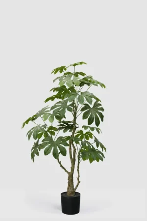 Compra Adesso EDG Enzo De Gasperi Pianta Artificiale Aralia Vogue con Vaso H144 cm