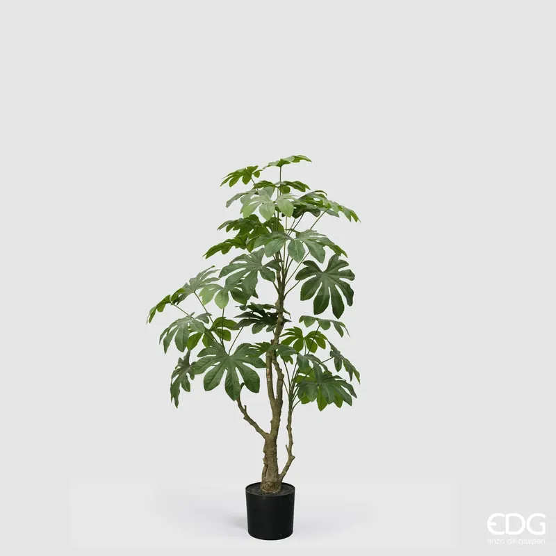 Compra Adesso EDG Enzo De Gasperi Pianta Artificiale Aralia Vogue con Vaso H144 cm