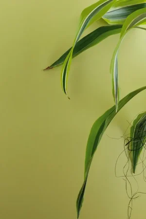 Porcelanosa Urbatek XLight Basic Spring Rivestimento 100x300 Cm 3,5 Cm In Gres Porcellanato Prima Scelta Verde Sconto
